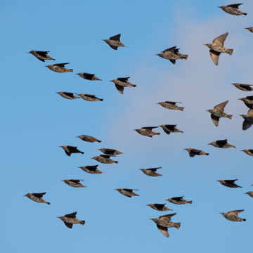 Common Starling