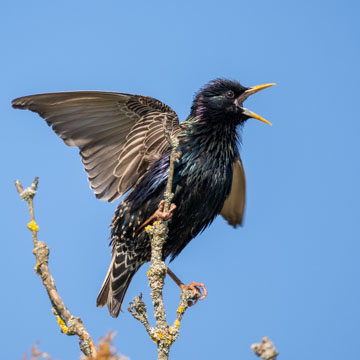Common Starling