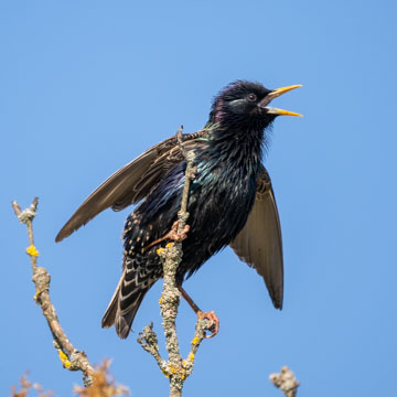 Common Starling