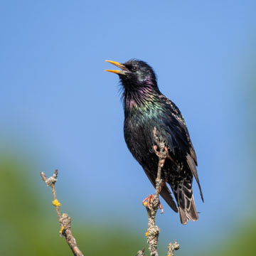Common Starling