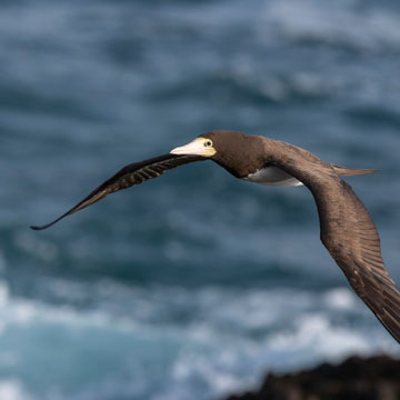 Brown Booby