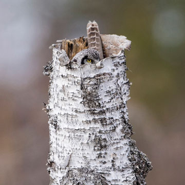 Northern Hawk-Owl