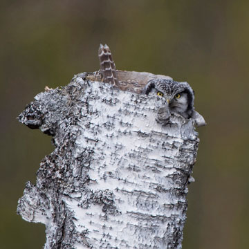 Northern Hawk-Owl