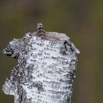 Northern Hawk-Owl