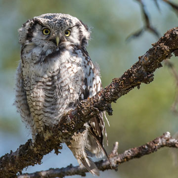 Northern Hawk-Owl