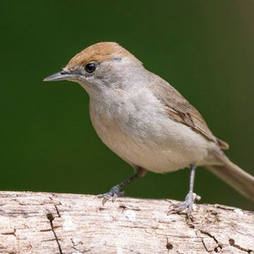 Eurasian Blackcap
