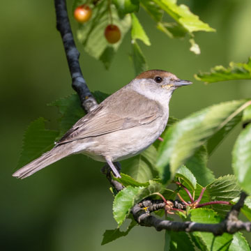 Eurasian Blackcap