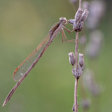 Common Winter Damselfly