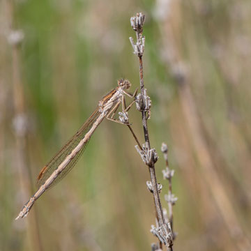 Common Winter Damselfly