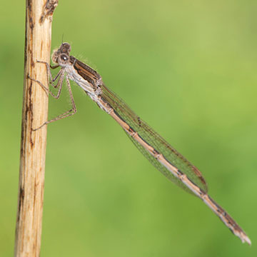 Common Winter Damselfly