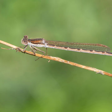 Common Winter Damselfly