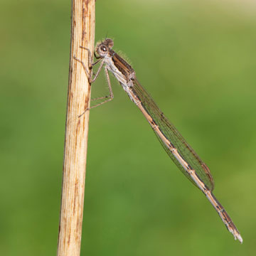 Common Winter Damselfly