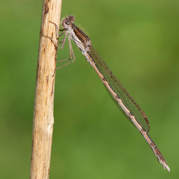 Common Winter Damselfly