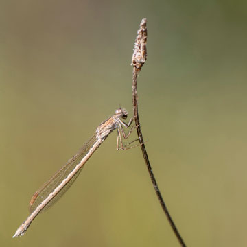 Sibirische Winterlibelle