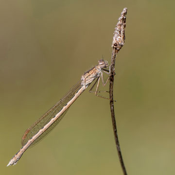 Sibirische Winterlibelle
