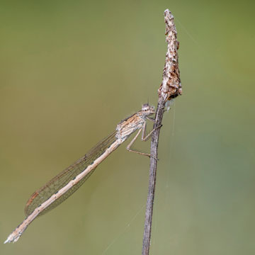 Siberian Winter Damselfly