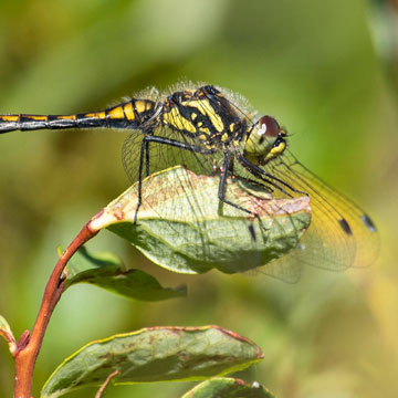 Schwarze Heidelibelle