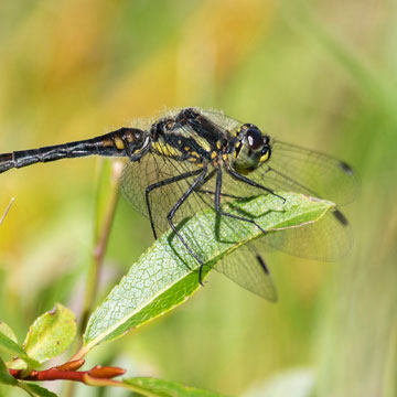 Schwarze Heidelibelle