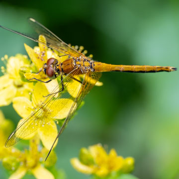 Gefleckte Heidelibelle