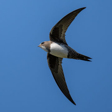 Alpine Swift