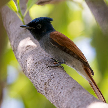 African Paradise Flycatcher