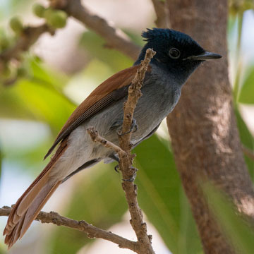 African Paradise Flycatcher