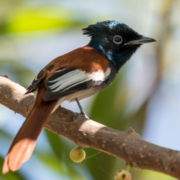 African Paradise Flycatcher