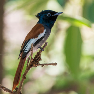 African Paradise Flycatcher