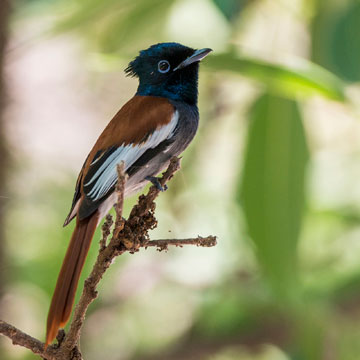 African Paradise Flycatcher