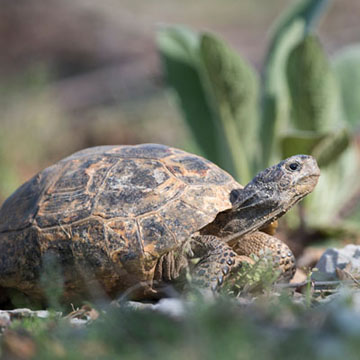 Spur-thighed Tortoise