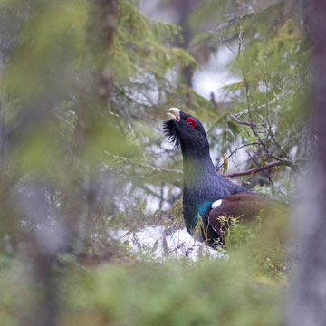 Western Capercaillie