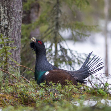 Western Capercaillie