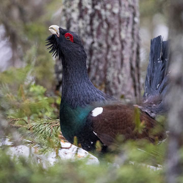 Western Capercaillie