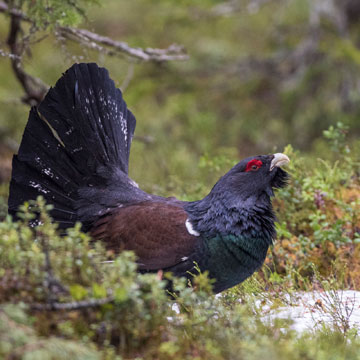 Western Capercaillie