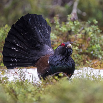 Western Capercaillie