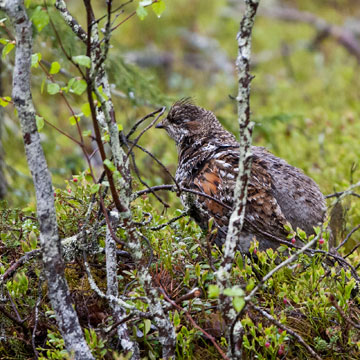 Hazel Grouse