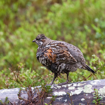 Hazel Grouse