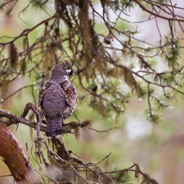 Hazel Grouse