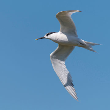 Sandwich Tern