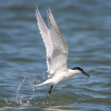 Sandwich Tern