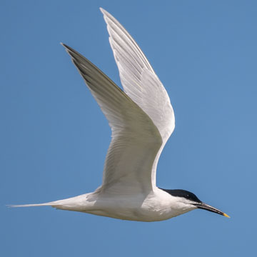 Sandwich Tern