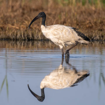 Heiliger Ibis