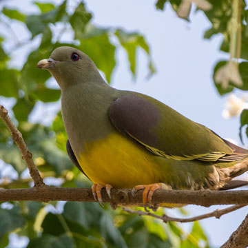 Bruce's Green Pigeon