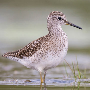 Wood Sandpiper