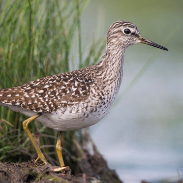 Wood Sandpiper