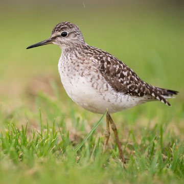 Wood Sandpiper