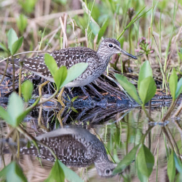Wood Sandpiper