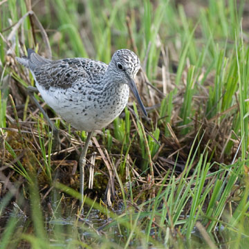 Common Greenshank