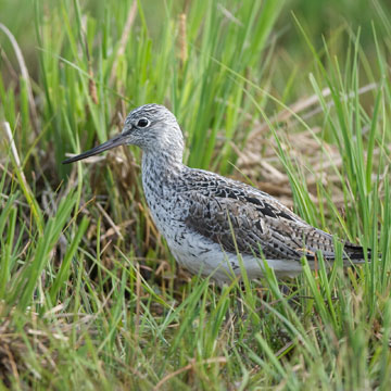Common Greenshank