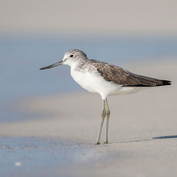 Common Greenshank